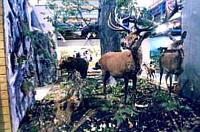 Jagdausstellung im Budapester Landwirtschaftsmuseum